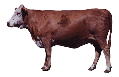Fig. 8: Photograph of cow with a BCS score of 7.