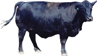 Fig. 9: Photograph of cow with a BCS score of 8.