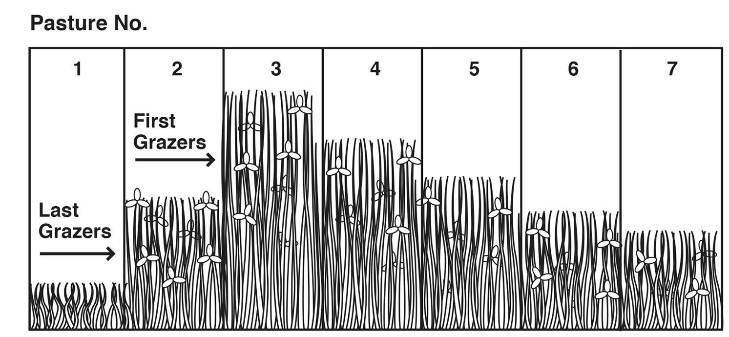 Fig. 01: Illustration showing levels of available forage when using leader-follower (first and last) grazing in rotationally grazed pastures