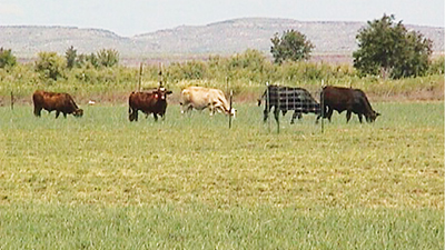 Photograph of cattle in a pasture.