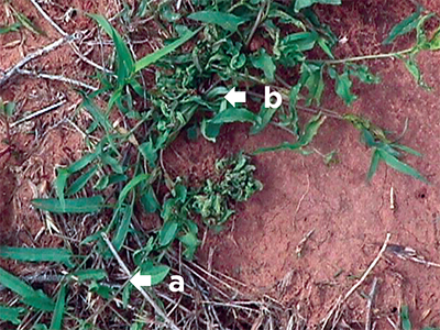 Fig. 04: Photograph of stages of damage to field bindweed caused by Aceria malherbae gall mites. All stems show some level of damage. Longer stems are outgrowing the effects of the mite. Moderately damaged plants have heavily distorted stems near the center, but stems at the perimeter outgrow mite feeding. Severe damage is indicated by a mass of gnarled leaves, in this case only about an inch in diameter.