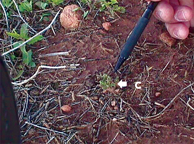 Fig. 04: Photograph of stages of damage to field bindweed caused by Aceria malherbae gall mites. All stems show some level of damage. Longer stems are outgrowing the effects of the mite. Moderately damaged plants have heavily distorted stems near the center, but stems at the perimeter outgrow mite feeding. Severe damage is indicated by a mass of gnarled leaves, in this case only about an inch in diameter.