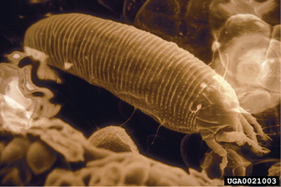 Fig. 01: Photograph of adult Aceria malherbae gall mite (400× magnification).