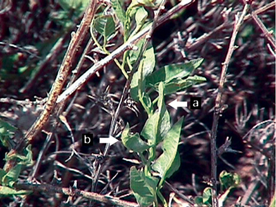 Fig. 02: Photograph of classic damage by Aceria malherbae gall mites to field bindweed when unmanaged, folding of the leaves and curving of the mid-vein.
