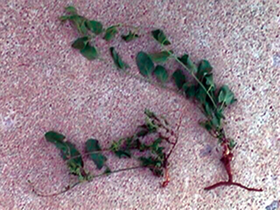 Fig. 05: Photograph of the effect of moderate damage by Aceria malherbae gall mites to the root system of field bindweed. The plant on the right (uninfested) has a strong lateral root approximately an inch below the soil surface. The plant on the left (moderately damaged) has no such lateral root.