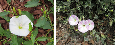Fig. 06: White- (left) and purple-flowered (right) field bindweed