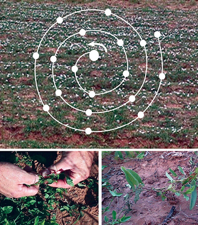 Fig. 07: Distribution pattern (top) and stem twisting technique (bottom) for releasing Aceria malherbae gall mites into field bindweed.