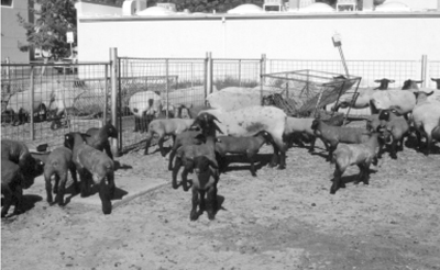 Castrating Beef Calves  New Mexico State University - BE BOLD. Shape the  Future.