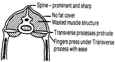 Figure 4. Body Condition Zero. Sheep is extremely thin, unthrifty, and weak. Skeletal features very prominent (for example, backbone, shoulder blades, and ribs). Wasted muscle tissue is evident. Eye socket is prominent and sunken. May be humpbacked and isolates self from flock