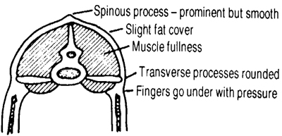 Figure 6. Body Condition Two. Sheep is thin but strong and thrifty, with no apparent muscle structure wasting. No evident fat cover over the backbone, rump, and ribs, but skeletal features do not protrude.