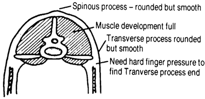 Figure 7. Body Condition Three. Sheep are thrifty with evidence of limited fat deposits in fore rib, over top of shoulder, backbone, and tail head. Hipbone remains visible.