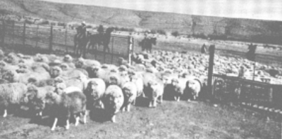 Castrating Beef Calves  New Mexico State University - BE BOLD