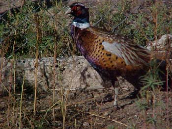 Fig. 1: Photograph of a pheasant.