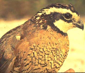 Fig. 3b: Photograph of bobwhite quail.