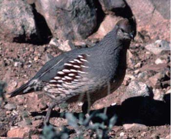 Fig. 3c: Photograph of Gambel's quail.