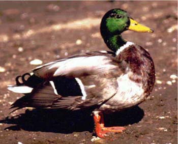 Fig. 4: Photograph of a mallard duck.