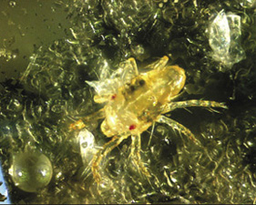 Fig. 1: Photograph of spider mite egg and adult. 