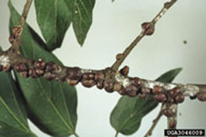 Fig. 11: Photograph of apricot scale.