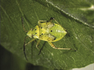 Fig. 16: Photograph of Lygus bug nymph.