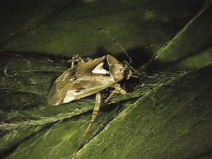 Fig. 17: Photograph of Lygus bug adult.