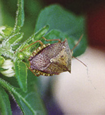 Fig. 18: Photograph of stink bug adult.