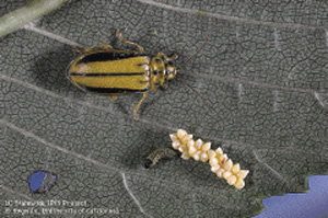 Fig. 19: Photograph of elm leaf beetle eggs, larva, and adult.