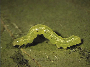 Fig. 20: Photograph of cabbage looper larva.