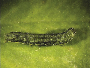 Fig. 21: Photograph of beet armyworm larva.