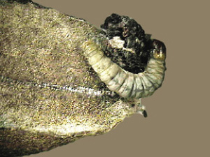 Fig. 23: Photograph of pecan nut casebearer larva.