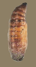 Fig. 24: Photograph of pecan nut casebearer pupa.