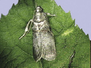 Fig. 25: Photograph of pecan nut casebearer adult.