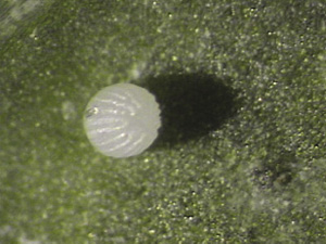 Fig. 28: Photograph of tomato fruitworm egg.