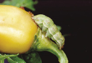 Fig. 29: Photograph of tomato fruitworm larva on pepper.