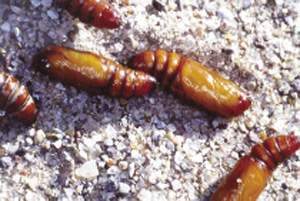 Fig. 30: Photograph of tomato fruitworm pupae.