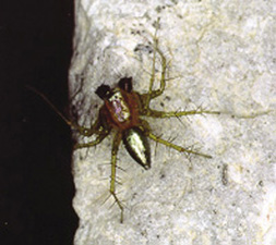 Fig. 34: Photograph of lynx spider.