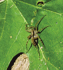 Fig. 35: Photograph of small wolf spider.