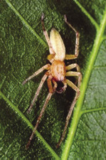 Fig. 38: Photograph of sac spider.