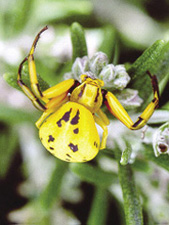 Fig. 39: Photograph of crab spider.