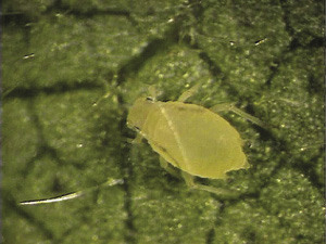 Fig. 4: Photograph of yellow pecan aphid nymph. 