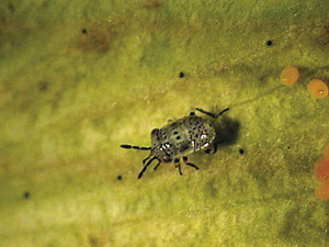 Fig. 42: Photograph of big-eyed bug nymph.