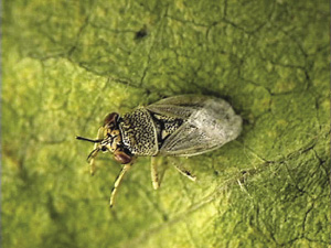 Fig. 43: Photograph of big-eyed bug adult.