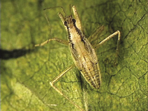 Fig. 44: Photograph of damsel bug nymph.