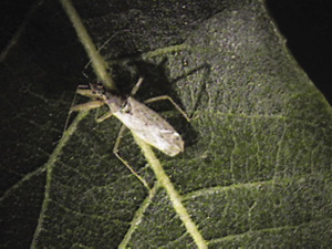 Fig. 45: Photograph of damsel bug adult.