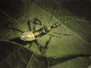 Fig. 47: Photograph of assassin bug nymph.