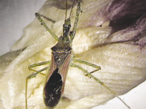 Fig. 48: Photograph of assassin bug adult.