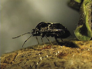 Fig. 49: Photograph of a predatory mired bug, (Deraeocoris nebulosus).