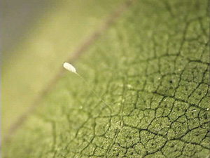 Fig. 50: Photograph of green lacewing egg on stalk.