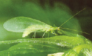 Fig. 52: Photograph of green lacewing adult.