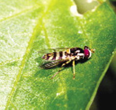 Fig. 54: Photograph of surphid fly adult.
