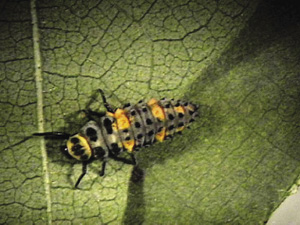 Fig. 55: Photograph of convergent lady beetle larva.